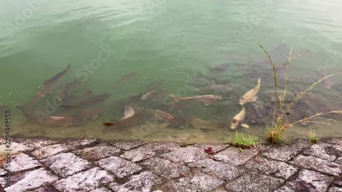 水面を泳ぐ多数の鯉と石畳の護岸