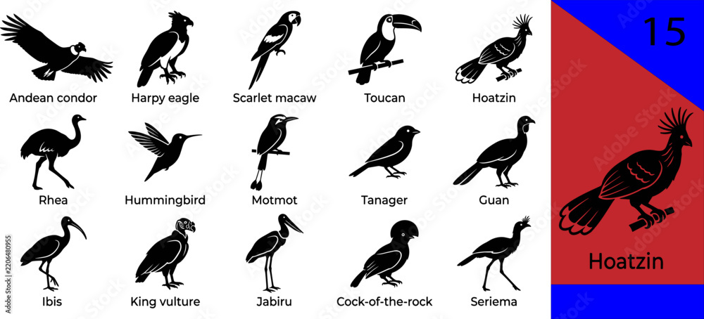 Obraz premium Black South American bird silhouette icons set condor harpy macaw toucan hoatzin hummingbird motmot tanager ibis jabiru seriema editable vector