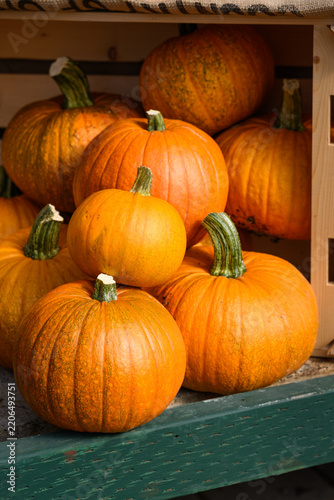Wood crate round orange pumpkins spilling out, fall decorative background, celebrate autumn, Halloween, and Thanksgiving
