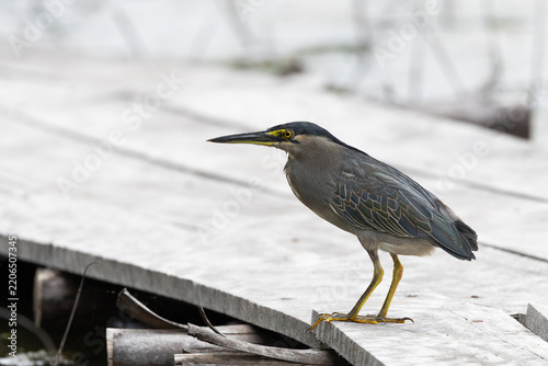 Striated heron standing on a weathered wooden pier.