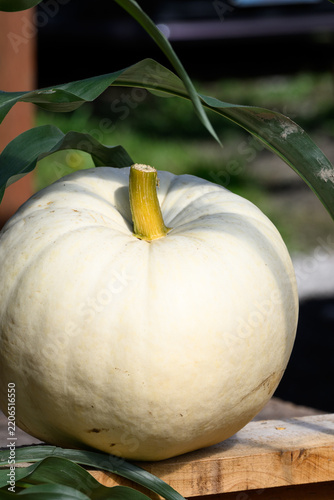 White ghost pumpkin sitting outside on a wood railing with green cornstalk leaves framing it, sunny fall day, fall decorative background, celebrate autumn, Halloween, and Thanksgiving
