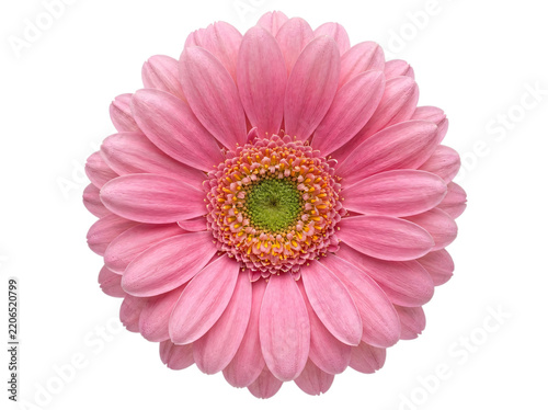 Pink gerbera daisy flower close-up with isolated on transparent background