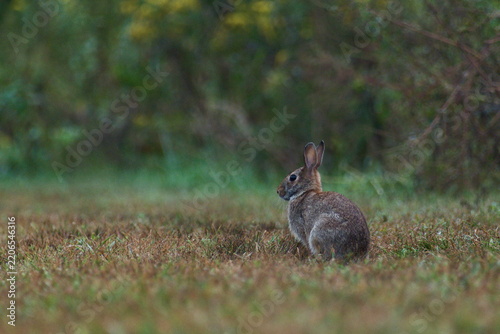 Peter Rabbit Peacefully Sitting Among the Grass Close Up