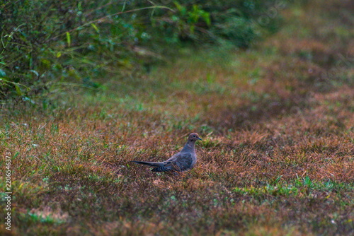 Mourning Dove Peacefully Sitting Among the Grass