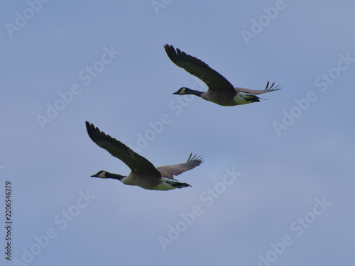 Pair of Canadian Geese Close Up Flying