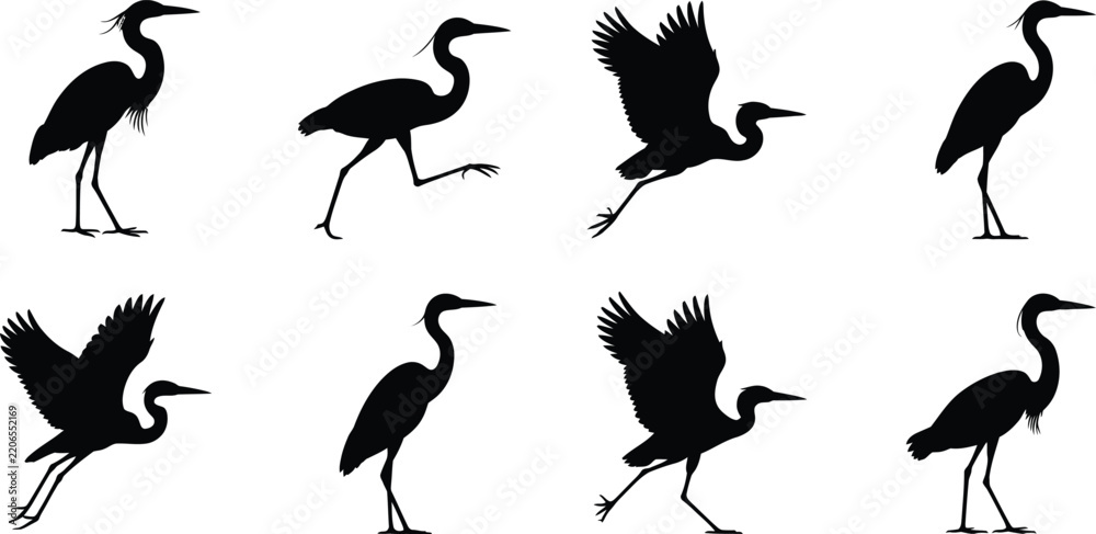 Obraz premium Set of black silhouettes of herons and cranes in various poses, including standing, walking, and flying, isolated on a white background, bird collection
