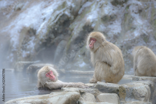 Sticker Jigokudani Monkey Park