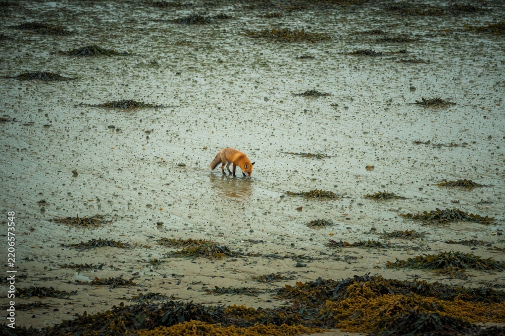 Obraz premium Red fox drinks water on sandy beach. Wild animal stands in shallow sea near seaweed. Lonely vulpes vulpes explores coast during rainy weather. Marine wildlife survives in nature habitat by ocean