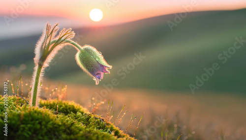 Dew covered flower bud glowing in warm sunrise light