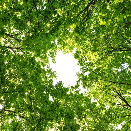 Low angle view of green tree canopy and bright sky in a forest