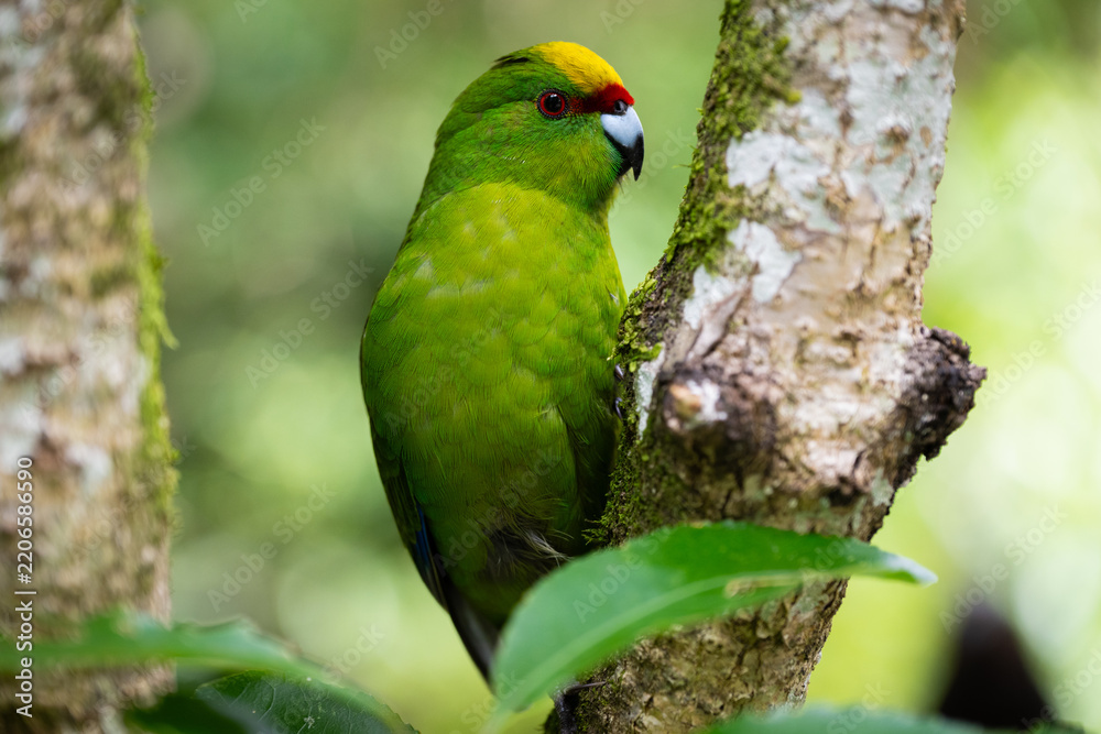 Obraz premium Native Yellow-Crowned Kākāriki Parakeet Perched on Mossy Tree Trunk