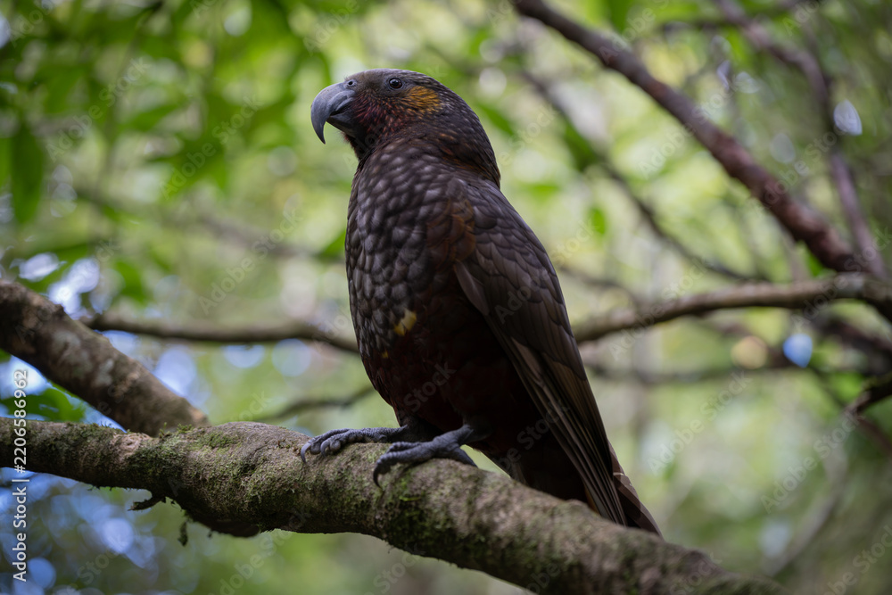 Fototapeta premium Native New Zealand Kākā Parrot Perched on Tree Branch in Forest