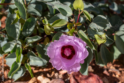 Stuart's Desert Rose in flower in the Australian outback