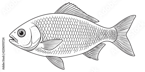 Detailed Fish Line Art Vector Illustration Isolated on White