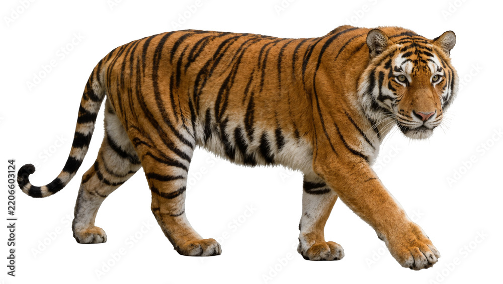 Fototapeta premium Majestic tiger with orange and black stripes, isolated on transparent background