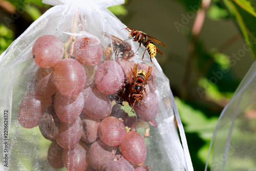 European hornets Vespa crabro biting through a transparent organza bag to reach protected sweet grapes