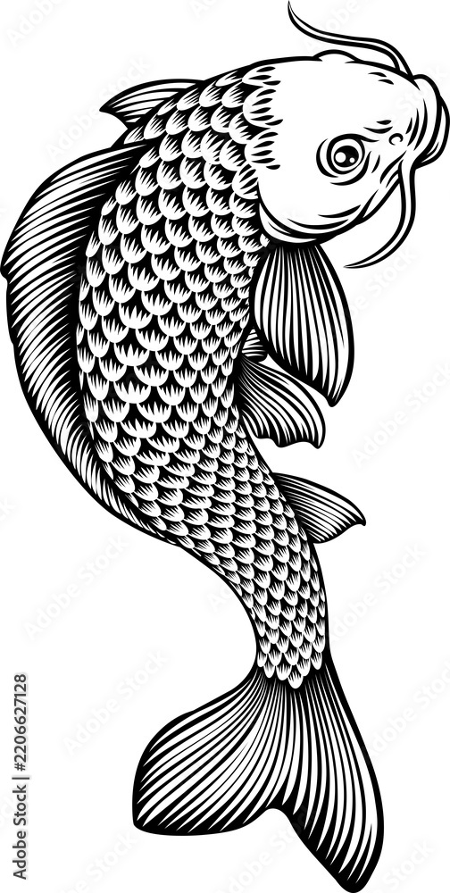 Fototapeta premium A koi carp coy fish. An original illustration in a vintage Japanese woodcut art style.