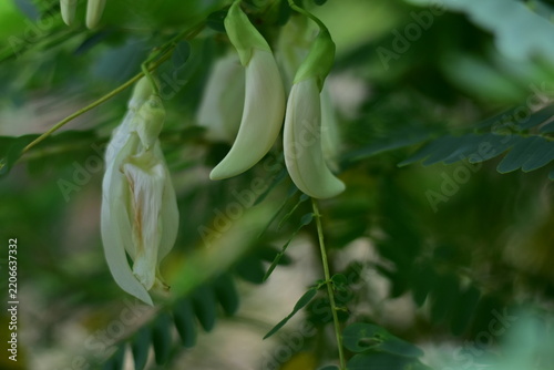 White Agasta flower, Sesban, Vegetable Humming bird, Humming bird tree, Butterfly tree, Agati Sesbania grandiflora
