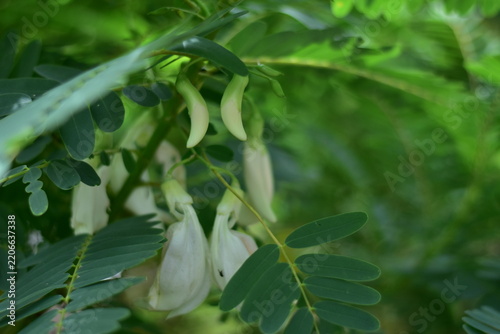 White Agasta flower, Sesban, Vegetable Humming bird, Humming bird tree, Butterfly tree, Agati Sesbania grandiflora