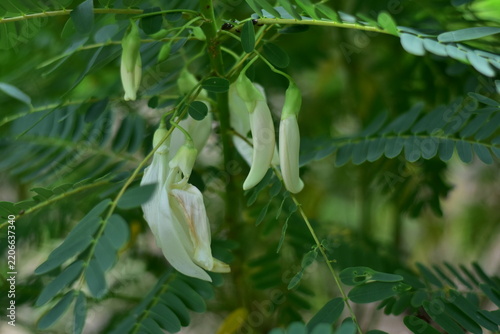 White Agasta flower, Sesban, Vegetable Humming bird, Humming bird tree, Butterfly tree, Agati Sesbania grandiflora