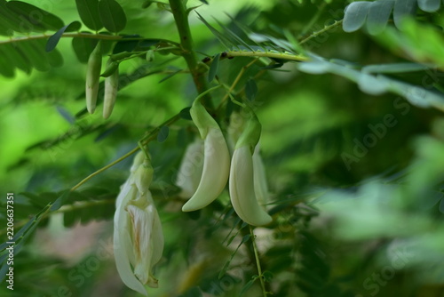 White Agasta flower, Sesban, Vegetable Humming bird, Humming bird tree, Butterfly tree, Agati Sesbania grandiflora