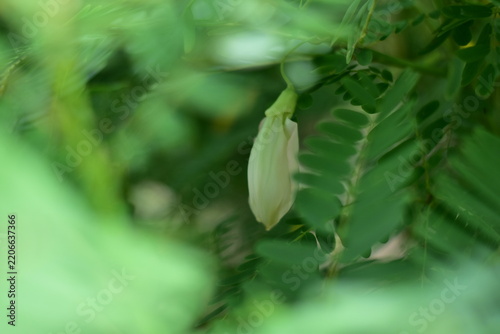 White Agasta flower, Sesban, Vegetable Humming bird, Humming bird tree, Butterfly tree, Agati Sesbania grandiflora