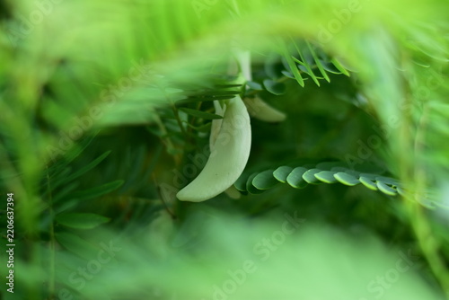 White Agasta flower, Sesban, Vegetable Humming bird, Humming bird tree, Butterfly tree, Agati Sesbania grandiflora