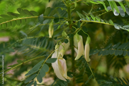 White Agasta flower, Sesban, Vegetable Humming bird, Humming bird tree, Butterfly tree, Agati Sesbania grandiflora
