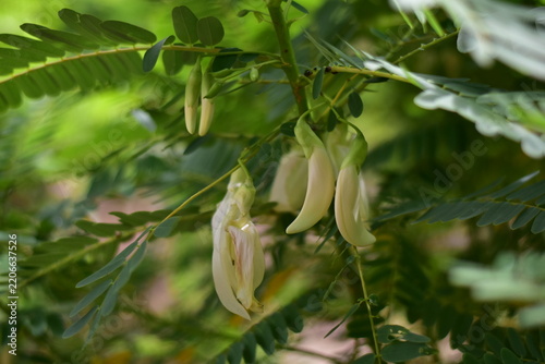 White Agasta flower, Sesban, Vegetable Humming bird, Humming bird tree, Butterfly tree, Agati Sesbania grandiflora