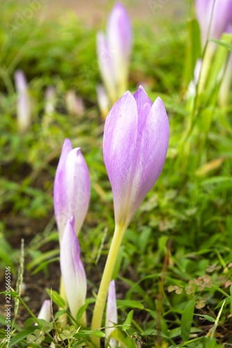 Purple Autumn Crocus Flowers in Tokyo, Japan