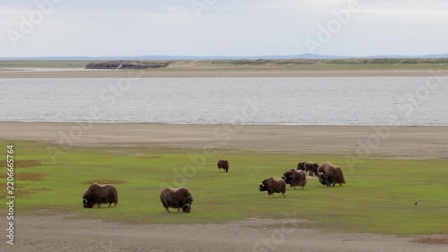 A large herd of musk oxen with cubs in the tundra. Republic of Sakha (Yakutia), Russia.