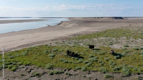 
A large herd of musk oxen with cubs in the tundra. Republic of Sakha (Yakutia), Russia.