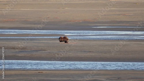Male muskox in tundra. Republic of Sakha, Yakutia, Russia