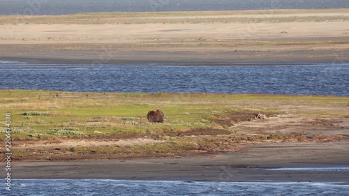 Male muskox in tundra. Republic of Sakha, Yakutia, Russia