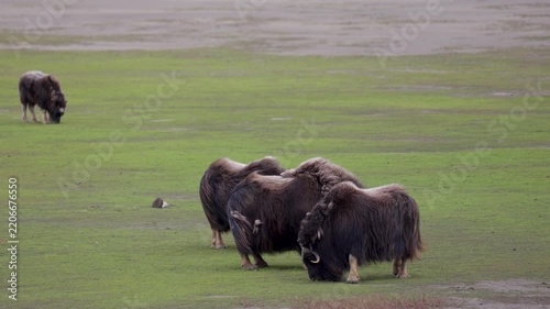 A large herd of musk oxen with cubs in the tundra. Republic of Sakha (Yakutia), Russia.