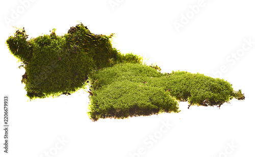 moss isolated on white background