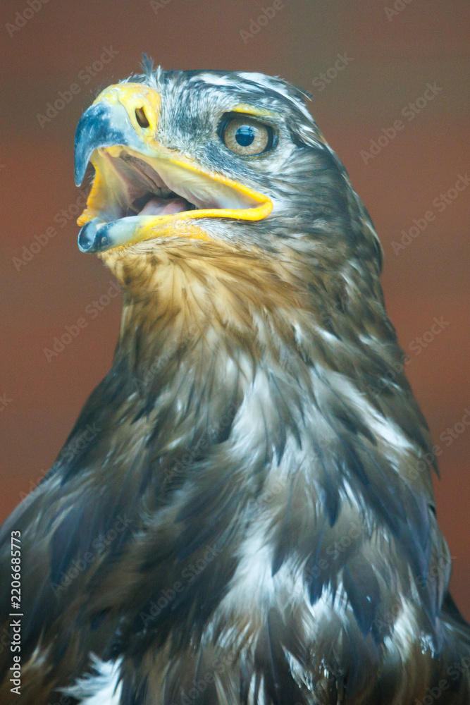 Fototapeta premium Golden eagle with sharp yellow beak and piercing eye