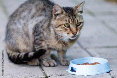 Photography Domestic cat eats from a bowl outdoors