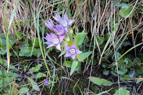 Bohemian gentian flowers blooming on a grassy alpine tundra slope, Tatra Mountains in Poland