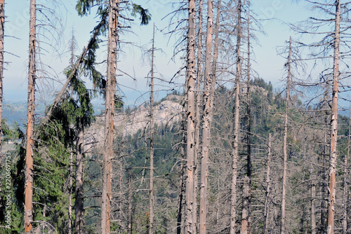 Dead spruce forest in subalpine zone with limestone mountain crags in background Tatry Poland