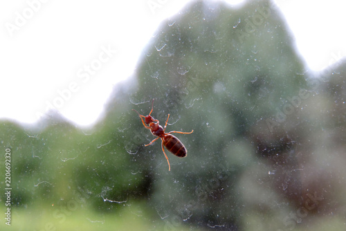 Queen of an invasive black garden ant crawling on a dirty glass windowpane