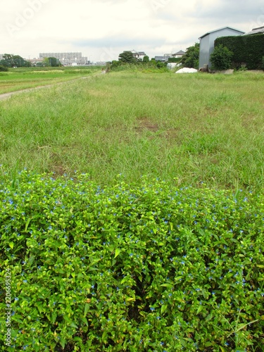 畔に露草咲く首都圏の秋の休耕地風景