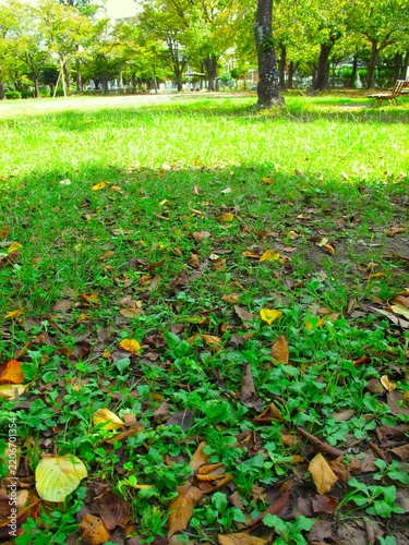 桜の枯れ葉の散った秋の朝の公園風景