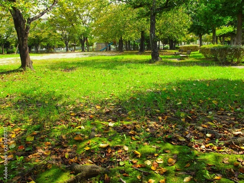 桜の枯れ葉の散った秋の朝の公園風景