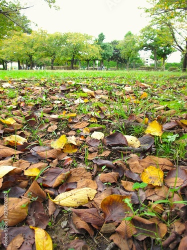 桜の枯れ葉の散った秋の朝の公園風景