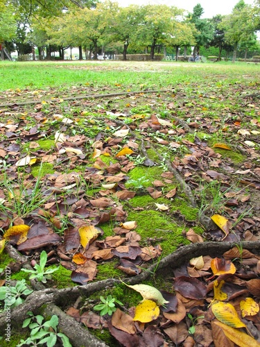 桜の枯れ葉の散った秋の朝の公園風景