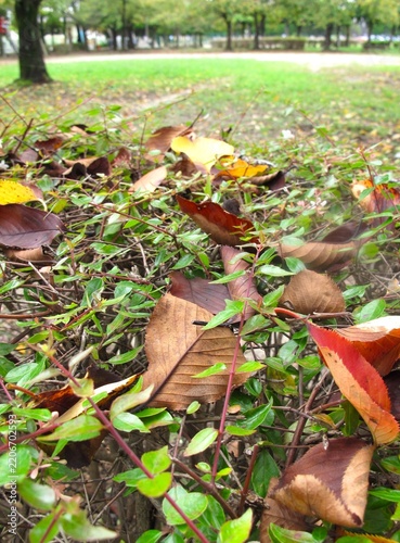 桜の枯れ葉散るアベリアの植え込み越しに見る朝の公園風景