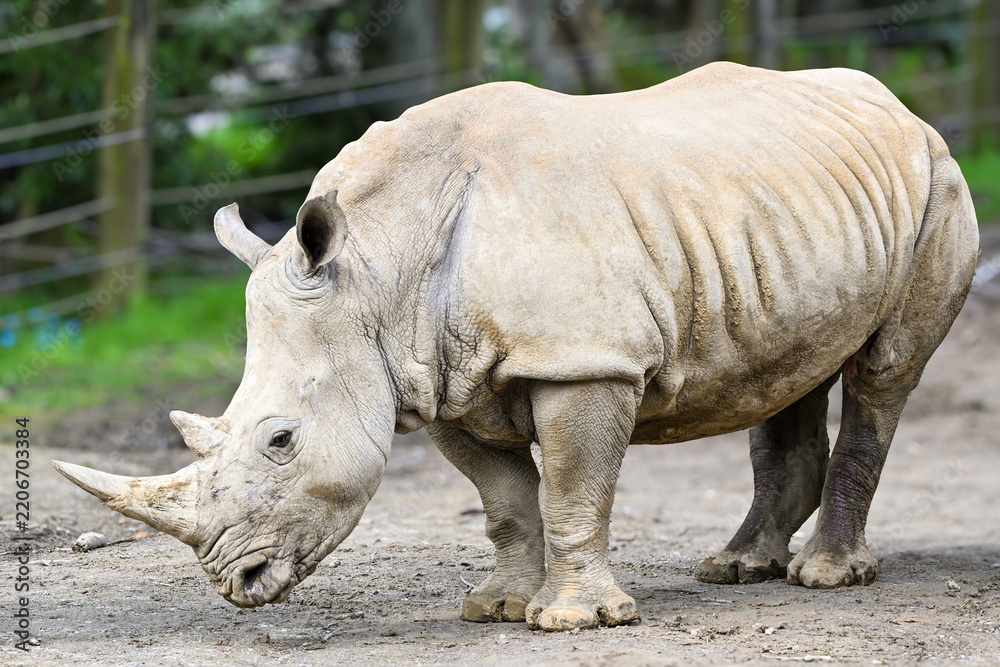 Obraz premium rhino 