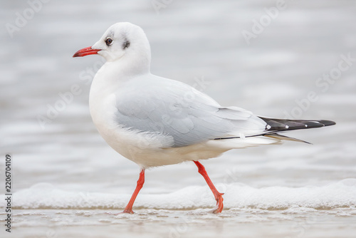 Lachmöwe läuft am Strand entlang