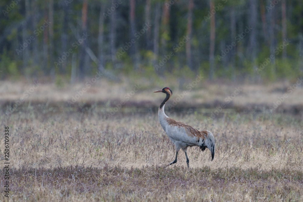 Obraz premium Common crane, grus grus